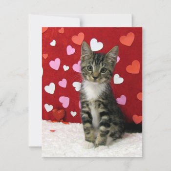 Love Is In The Air -Bandit Cat/ Kitten - Flat Card