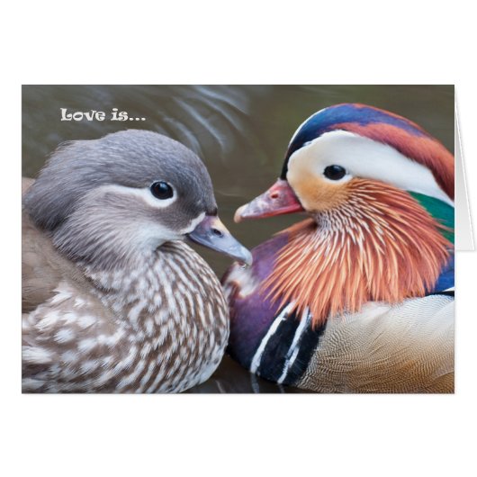 Love is... Mandarins Cards (Front Horizontal)