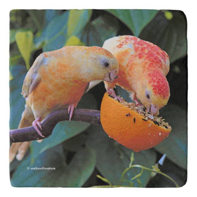 Love is Sharing: Yellow Turquoisine Parakeets Trivet (Front)
