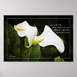 Love is the only flower poster