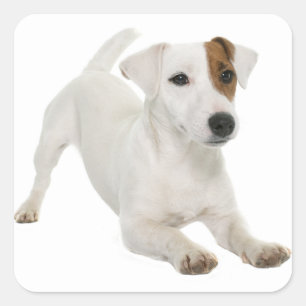 Love Jack Russell Terrier Puppy Dog White Brown Square Sticker