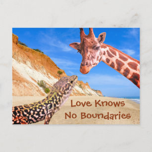 Love Knows No Boundaries Funny Animal Photomontage Postcard