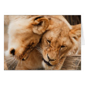 Love Lions cuddling animals wildlife (Front Horizontal)