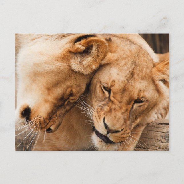 Love Lions cuddling animals wildlife Postcard (Front)