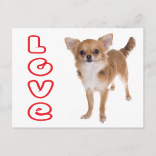 Love Long Hair Chihuahua Puppy Dog Post Card