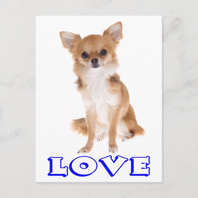 Love Long Hair Chihuahua Puppy Dog Post Card (Front)