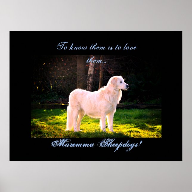 Love Maremma sheepdogs II Poster (Front)
