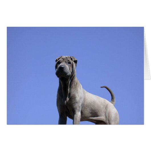 Love Me, Love My Dog... Cards (Front Horizontal)