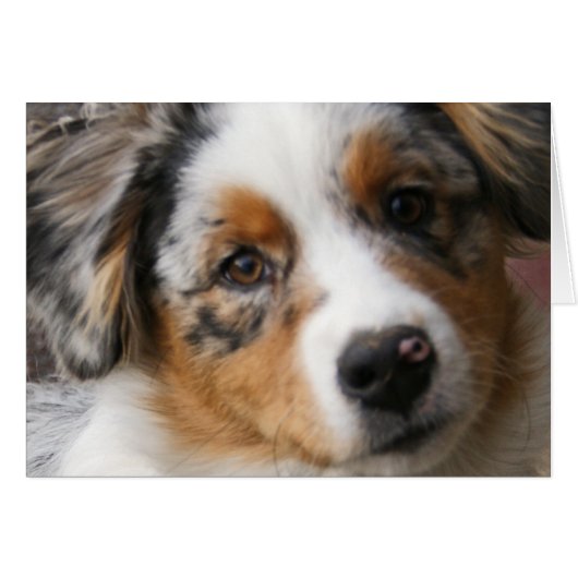 Love my Aussie (Front Horizontal)