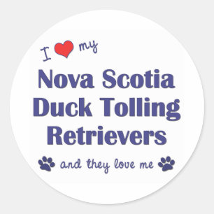 Love My Nova Scotia Duck Tolling Retrievers (They) Classic Round Sticker