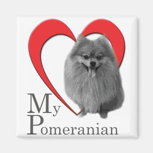 Love My Pomeranian Magnet