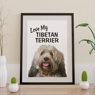 Love My Tibetan Terrier Portrait Poster