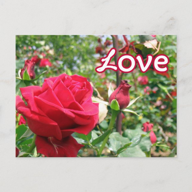 Love Note Roses Postcard (Front)