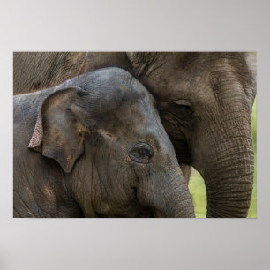 Love Of A Mother Elephant Poster