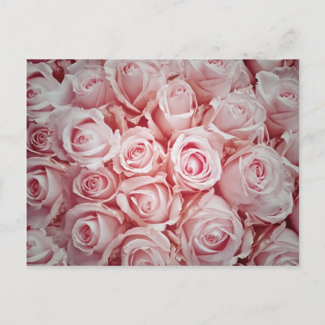 Love on light pink roses background by healinglove postcard (Front)