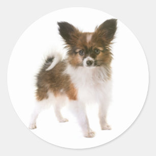 Love Papillon Puppy Dog Hello, Thinking of You Classic Round Sticker