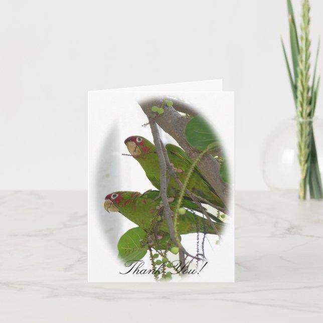 Love Parrots Thank You Card (Front)