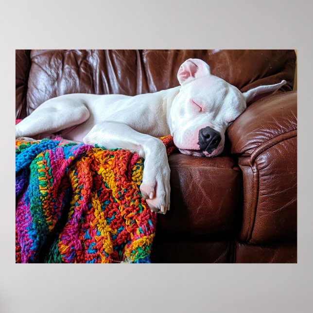 Love Pitbull Dog Sleeping on the Couch Poster (Front)