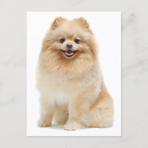 Love Pomeranian Puppy Dog Blank Post Card