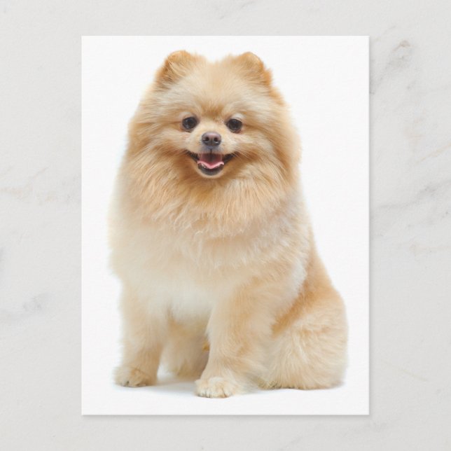 Love Pomeranian Puppy Dog Blank Post Card (Front)