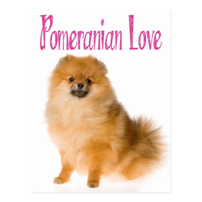 i love pomeranians