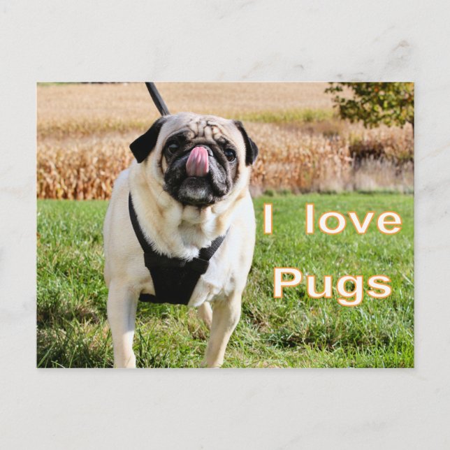 Love pugs postcard (Front)