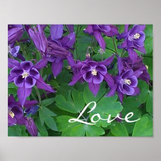 Love - Purple Columbines -11 x 8.5 Poster
