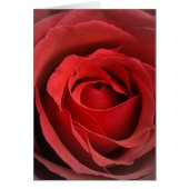 Love Rose Card (Front)