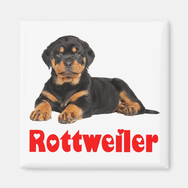 Love Rottweiler Brown & Black Puppy Dog Cartoon Magnet (Front)