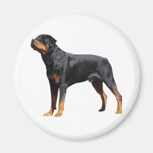 Love Rottweiler Puppy Dog Magnet