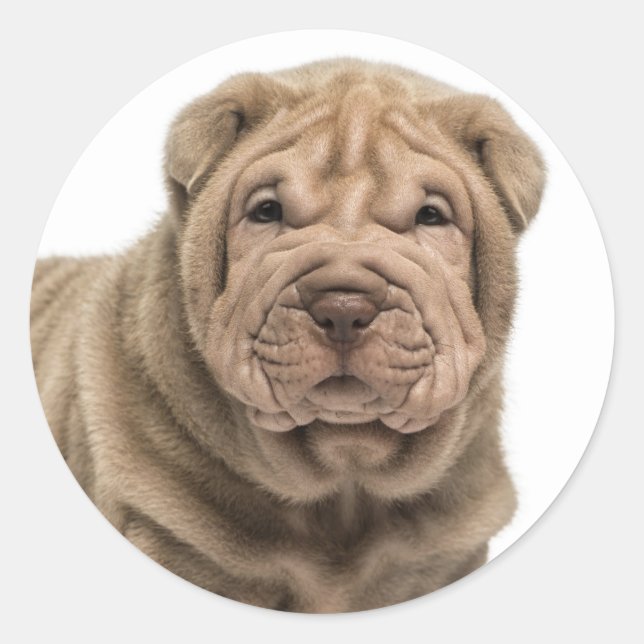 Love Shar Pei Dog Sticker / Seals (Front)