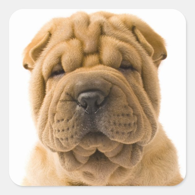 Shar pei hot sale stickers