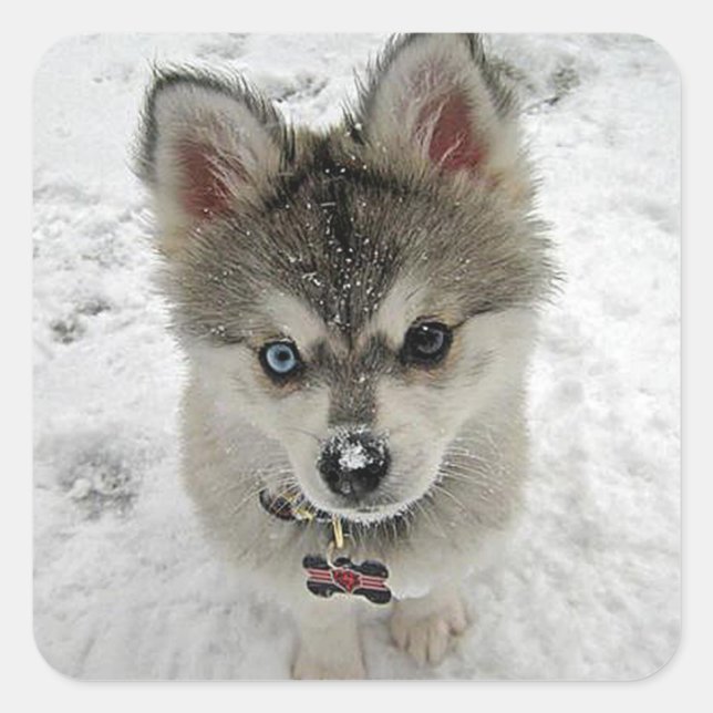 Love Siberian Husky Puppy Dog Greeting Stickers (Front)