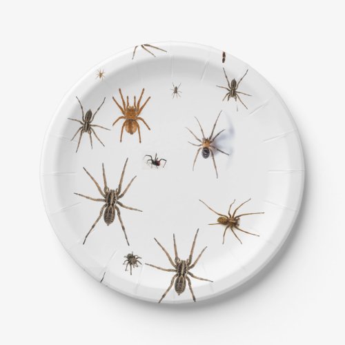Love Spiders Paper Plates