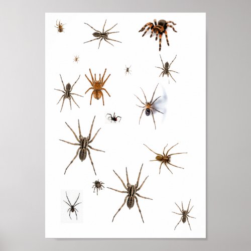 Love Spiders Poster