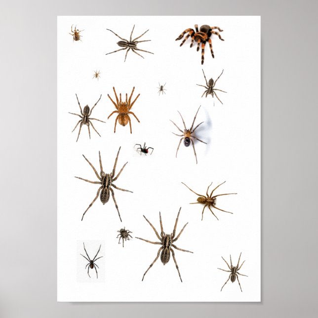 Love Spiders! Poster (Front)