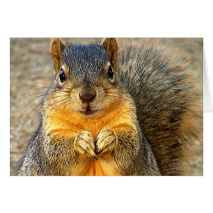 Love Squirrel_ Cards