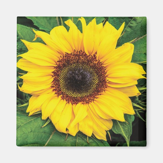 Love Sunflowers Magnet (Front)