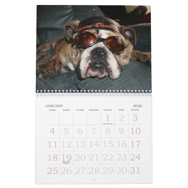 Love that Bulldog Calander Calendar (Jan 2026)