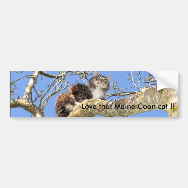 Love that Maine Coon cat !! Bumper Sticker (Front)
