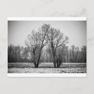 Love Trees Postcard