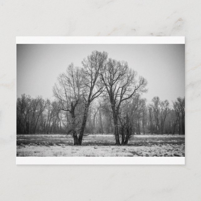 Love Trees Postcard (Front)