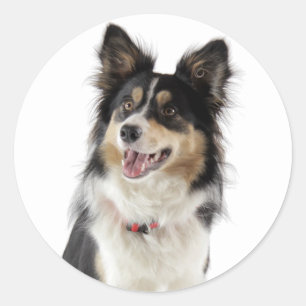 Love Tri-Color Border Collie Puppy Dog Classic Round Sticker