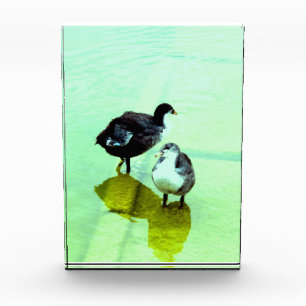 love, water and we live acrylic award