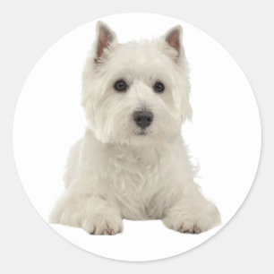 Love West Highland Terrier White Puppy Dog Classic Round Sticker