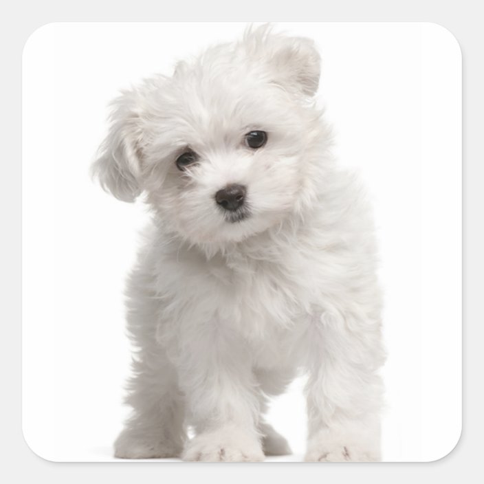 maltese teddy bear dog