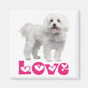 Love White Maltese Puppy Dog Fridge Magnet
