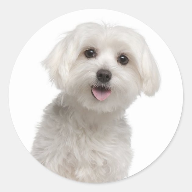 2 x Heart Stickers 7.5 cm Maltese Puppy White Dog Pet  #43175 BW 