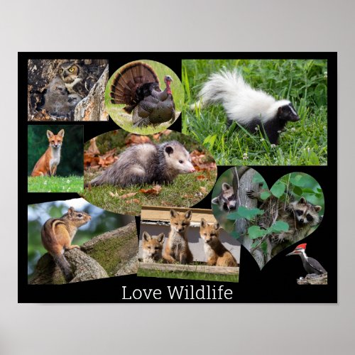 Love Wildlife Cute Animals Poster