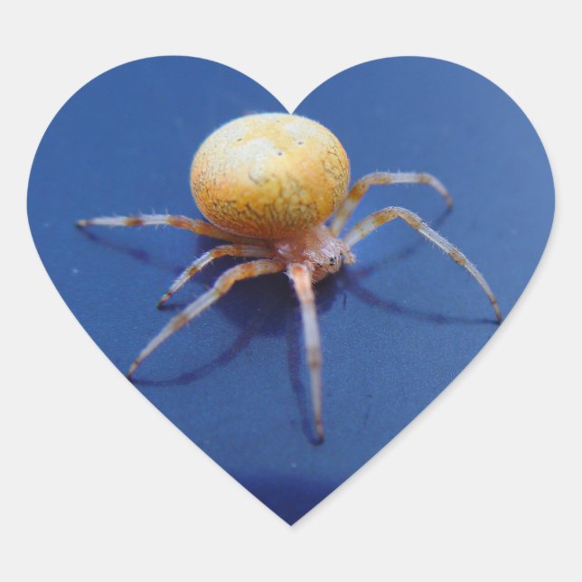 Love Wildlife Stickers - Orange Orb Spinner Spider (Front)